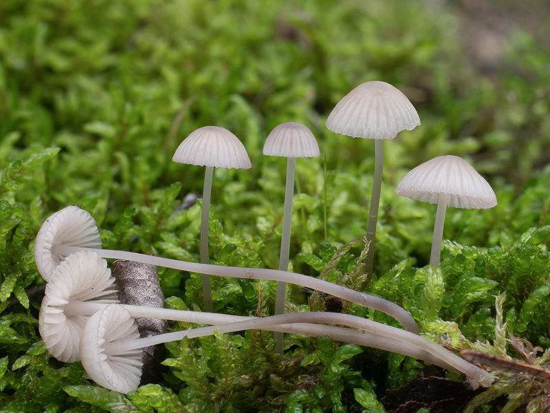 Mycena capillaripes